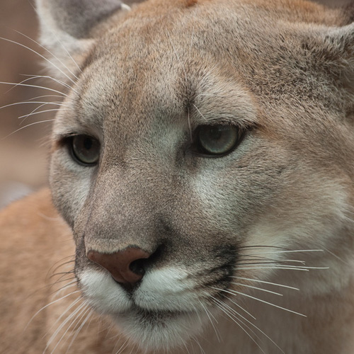 Cougar Eyes | Like Nature - Premium online Taxidermy Supply